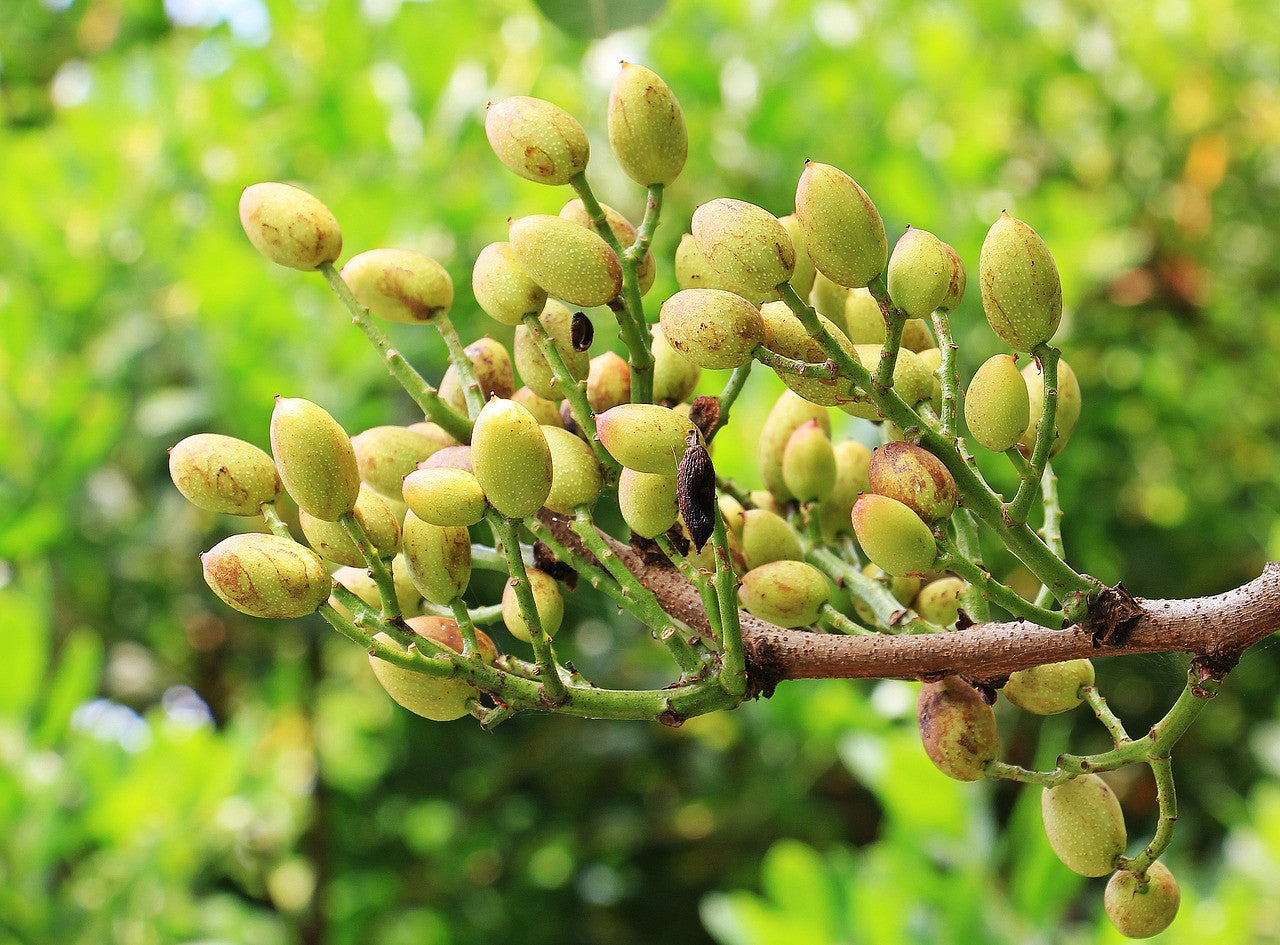 How do deals pistachios grow